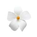 Pure Magnolia  - Artisan Couture  Broş  | JAYA