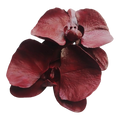 Velvet Orchid  - Artisan Couture  Broş  | JAYA