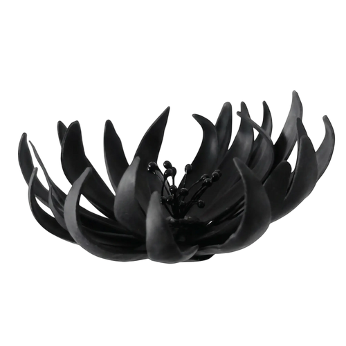 Black Dahlia
