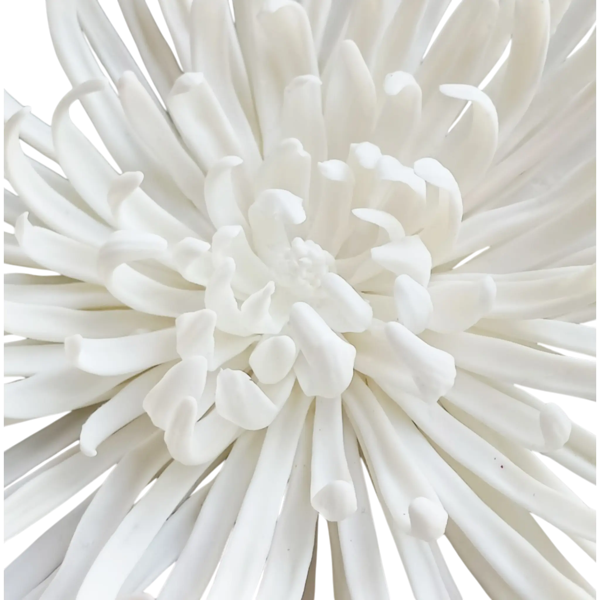 Pure Chrysanthemum  - Artisan Couture  Broş  | JAYA